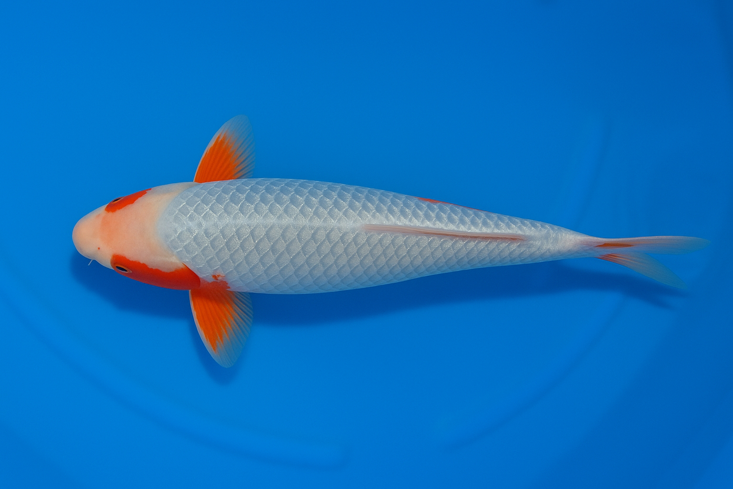Japan Koi Ikarashi Tosai Ginrin Yuki Asagi, Cyprinus carpio, 13-15 cm